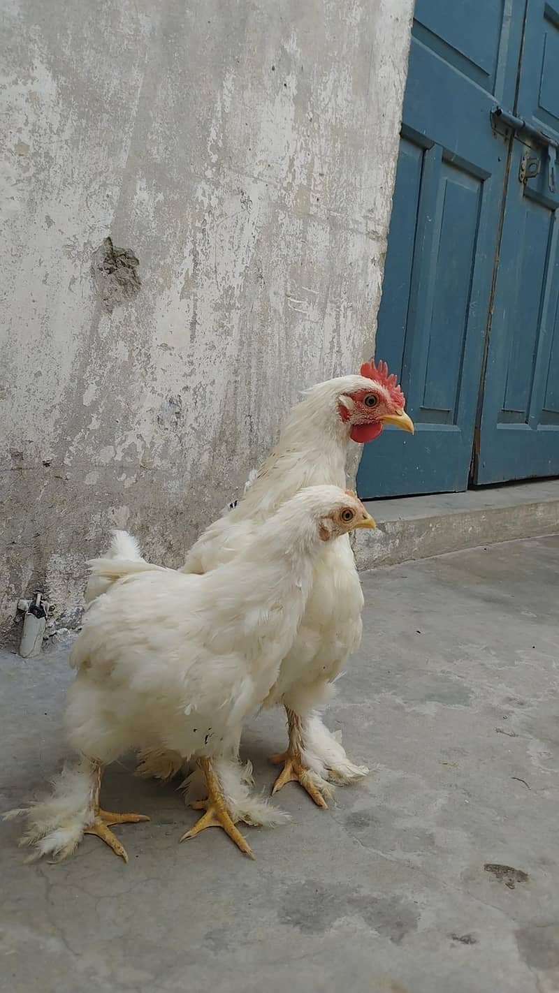 Breeder pair 2