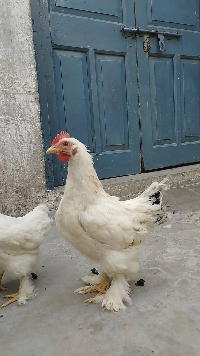 Breeder pair 3