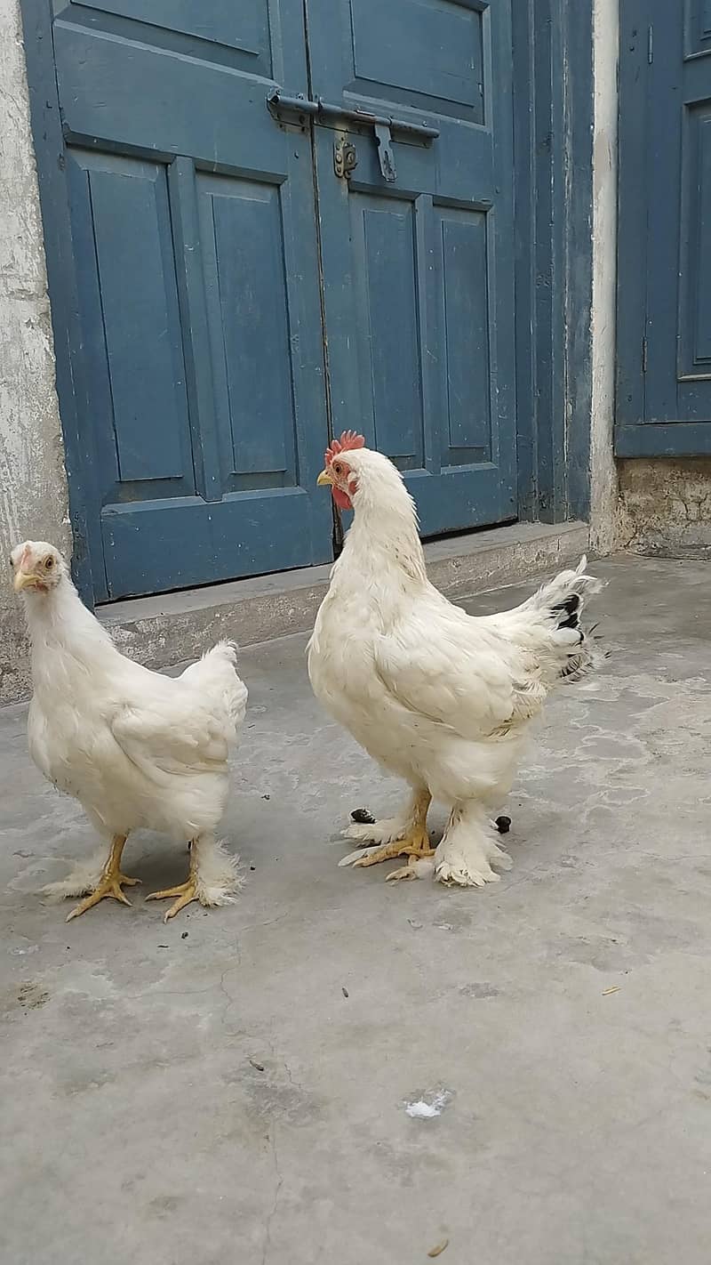 Breeder pair 4