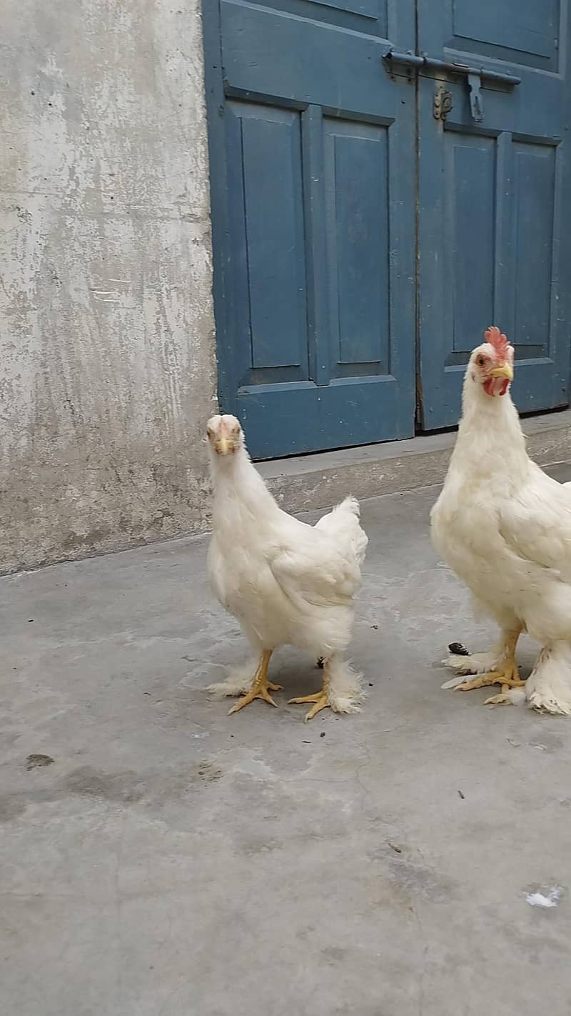 Breeder pair 5