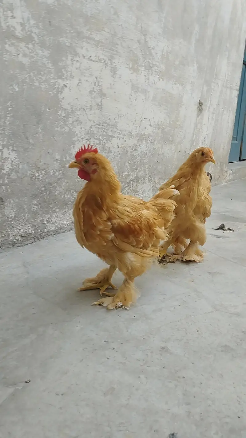 Bantam — photo 7