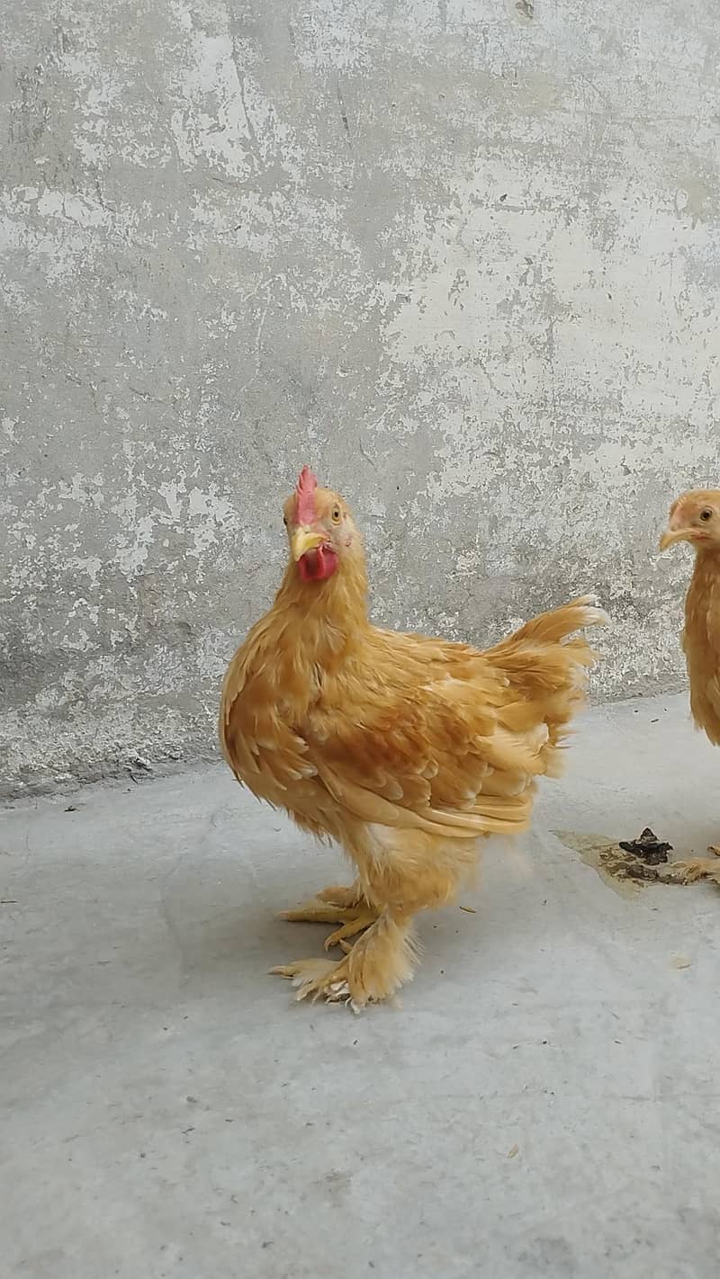 Breeder pair 7