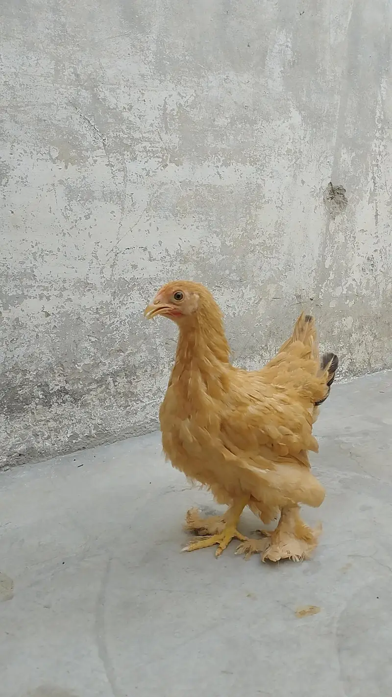 Bantam — photo 10