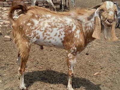 Bakra Qurbani
