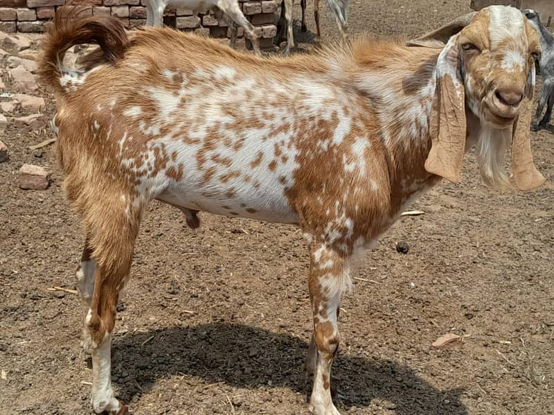 Bakra 0