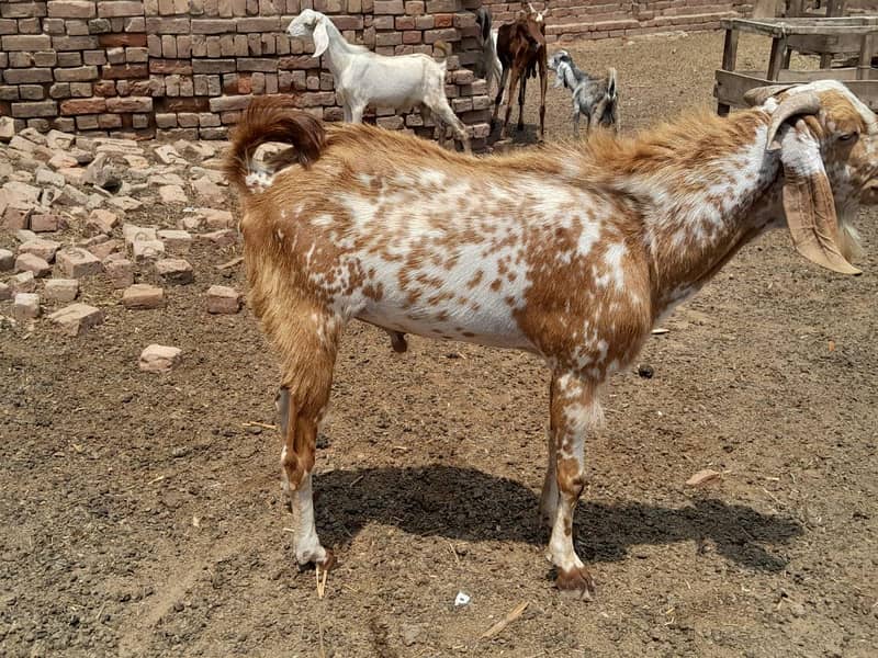 Bakra 1