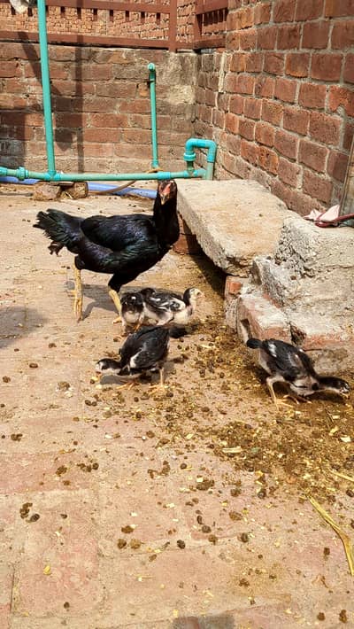 Pure Aseel Chicks For Sale