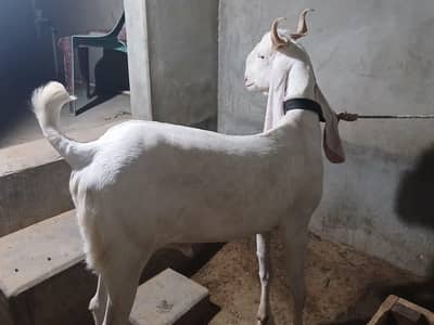 Gulabi bakra 2 dant
