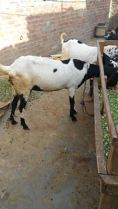 Makhi cheeni bakri rajanpuri bakri for sale for Qurbani 2026
