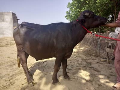 Desi katta for Qurbani in Lahore in low price