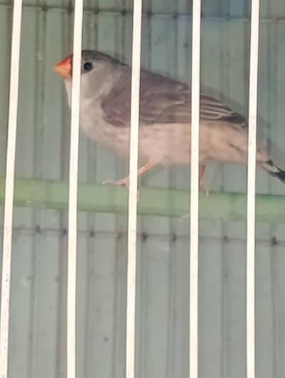 mutation finches