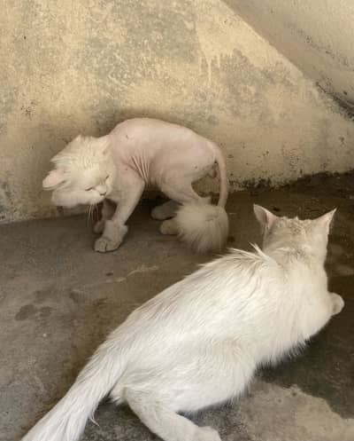 Adult Persian cat pair.