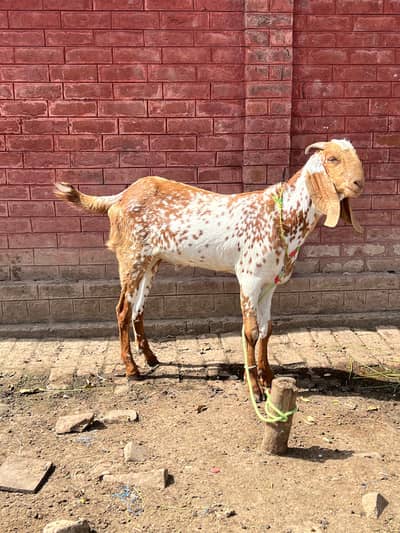makhi cheena Bakra 2 dant