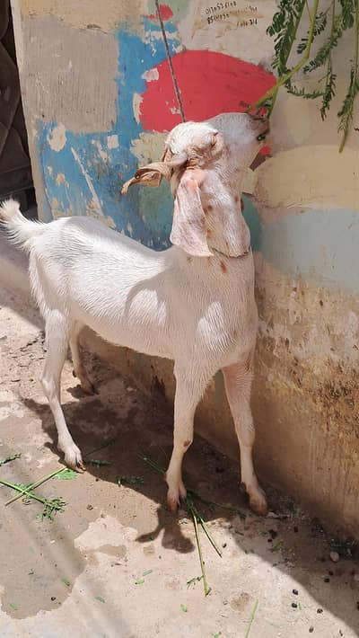 BAKRA FOR SELL 2 DAANT KHASI 50 last price contact 03140340663