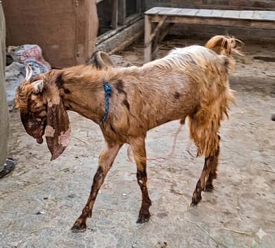 2 dant healthy bakra for sale