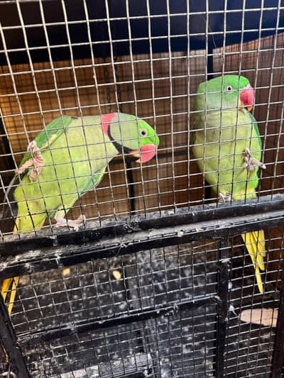 Raw parrot pair