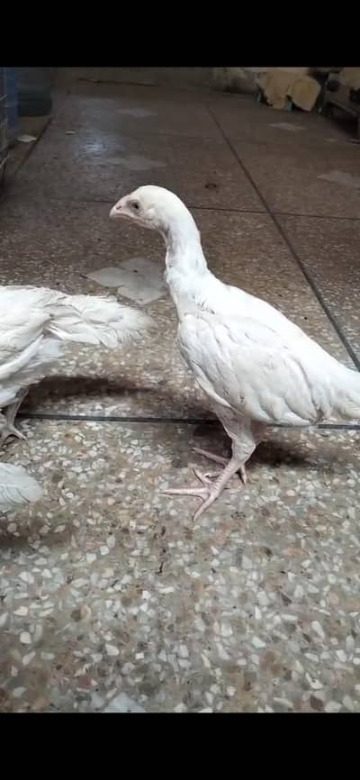 3 Aseel heera chicks high quality 03007654449