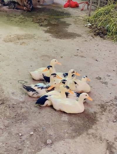 Healthy and active 9 ducks for sale neat and pure ducks