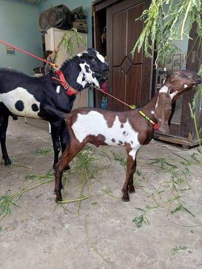 Bakra beetal nasal/Goat nagrai bakra