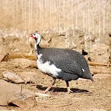 Guinea Fowl Female  (chakor)