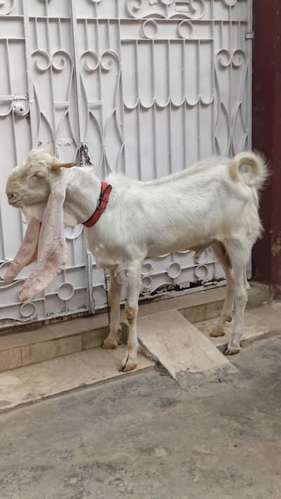 Bakra Pure Gulabi Bakra 2 dant ando bakra