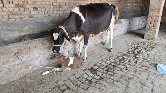 taza suoi cow sath washa