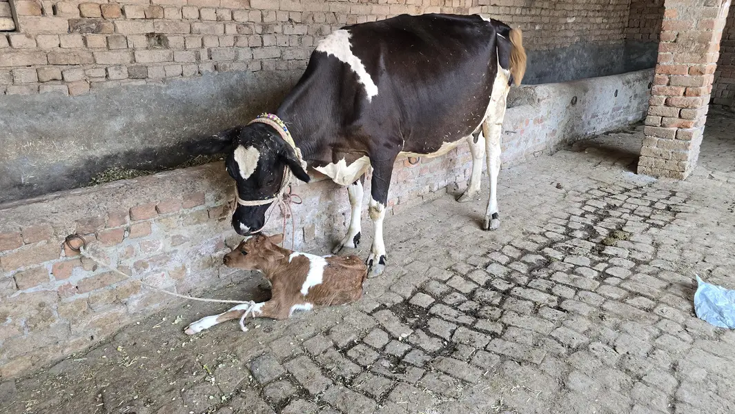 taza suoi cow sath washa