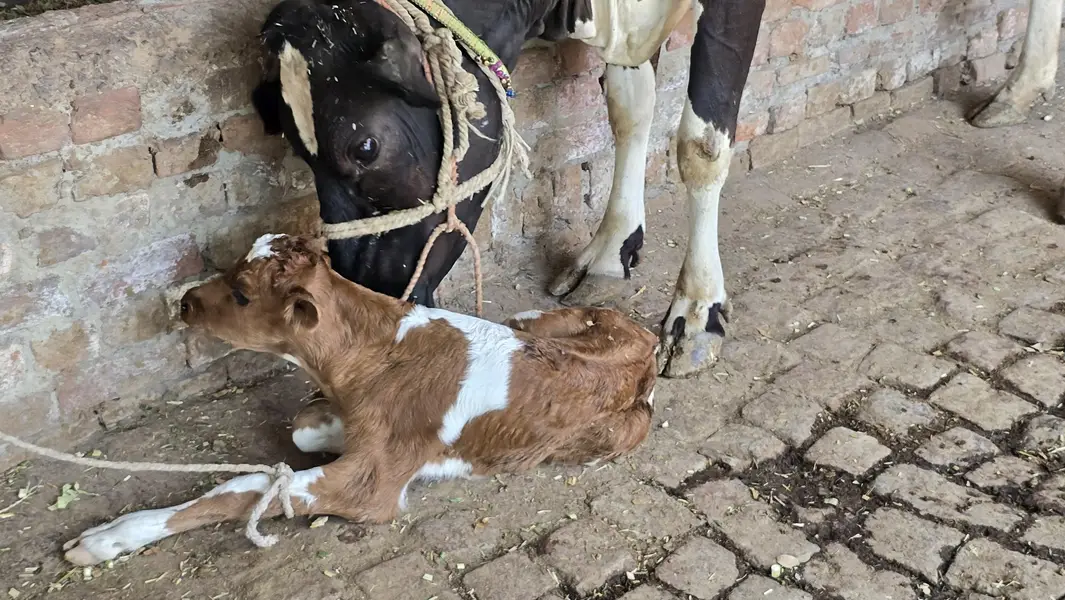 taza suoi cow sath washa — photo 2