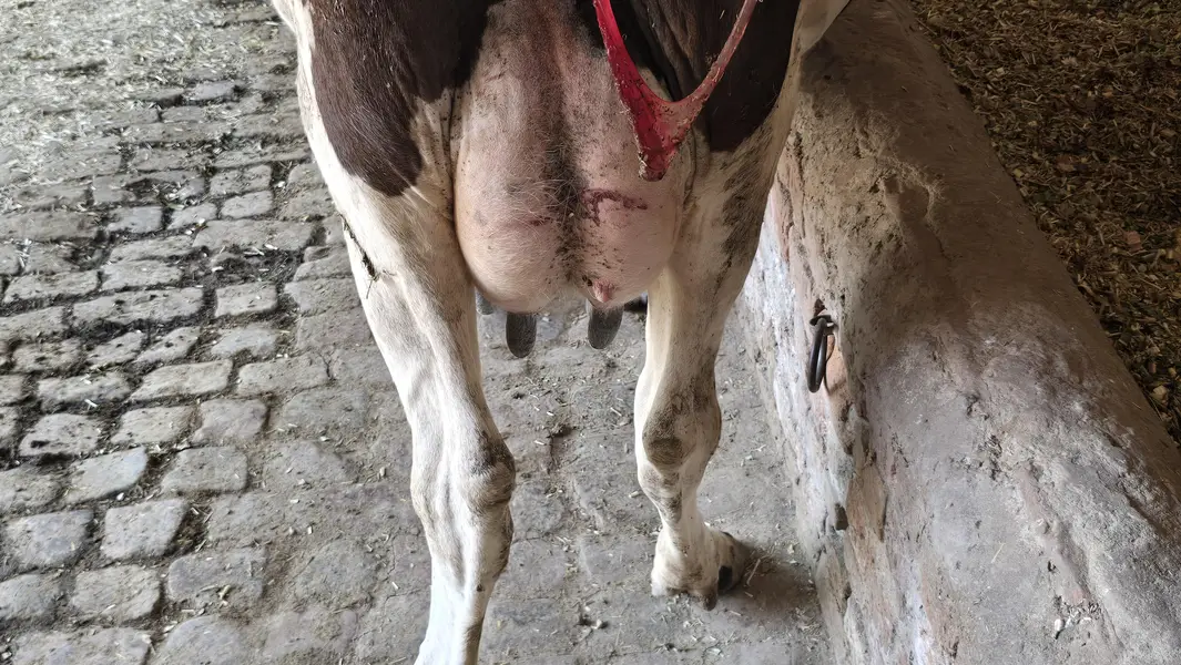 taza suoi cow sath washa — photo 3