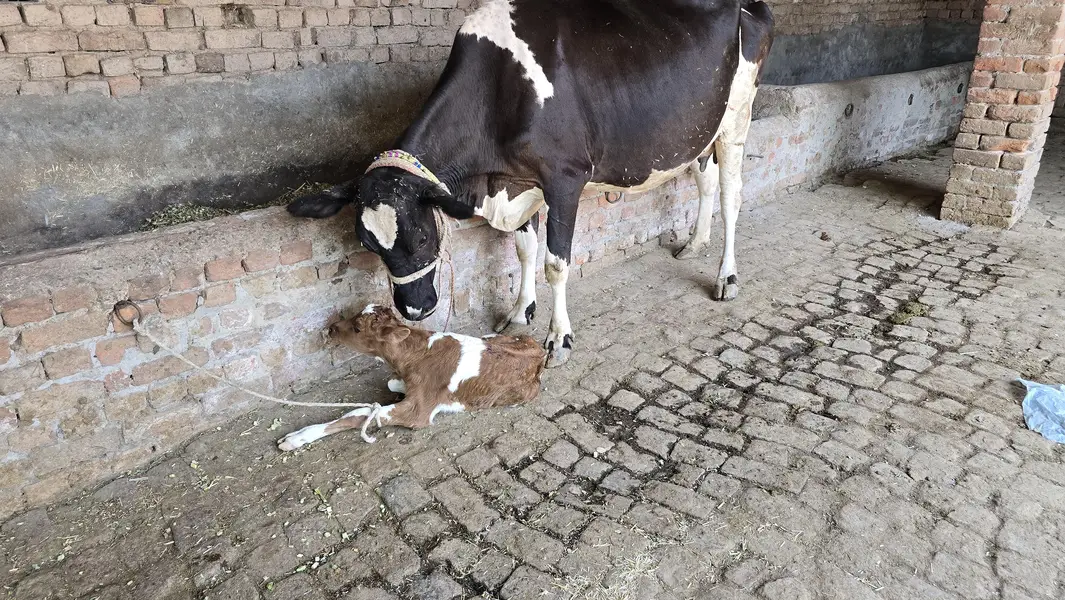 taza suoi cow sath washa — photo 4