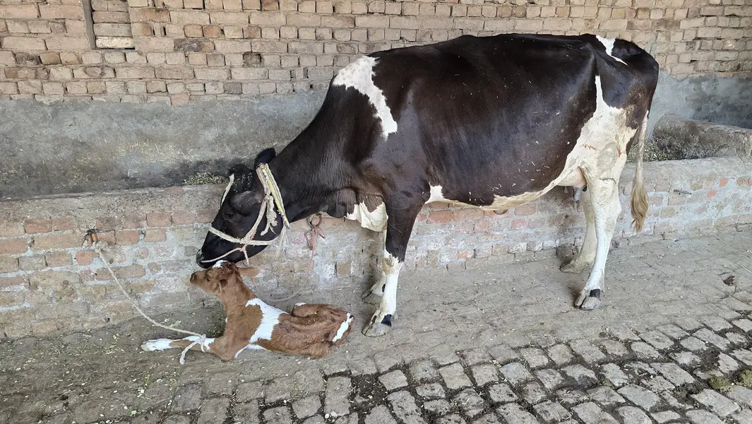 taza suoi cow sath washa — photo 5