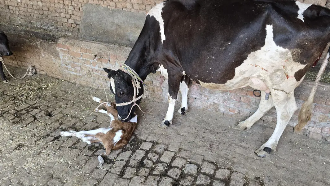 taza suoi cow sath washa — photo 6