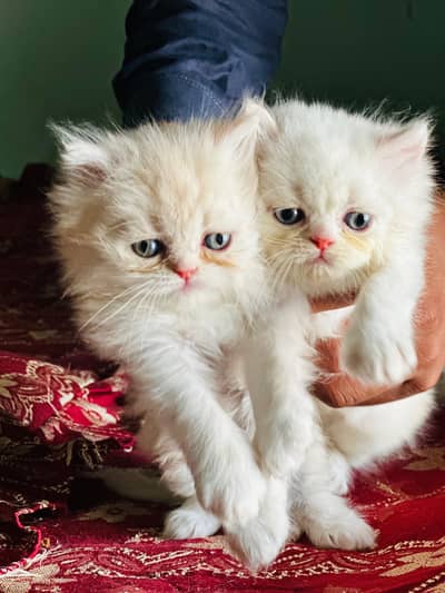 pura white Persian per 45 day old/ healthy home breed.  03178092617