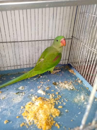 raw baby parrot