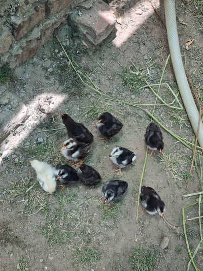 thai chicks