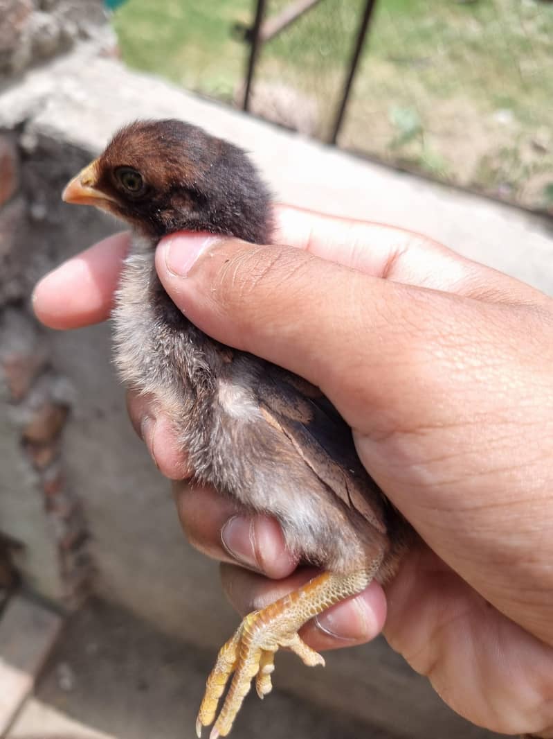 thai chicks 1