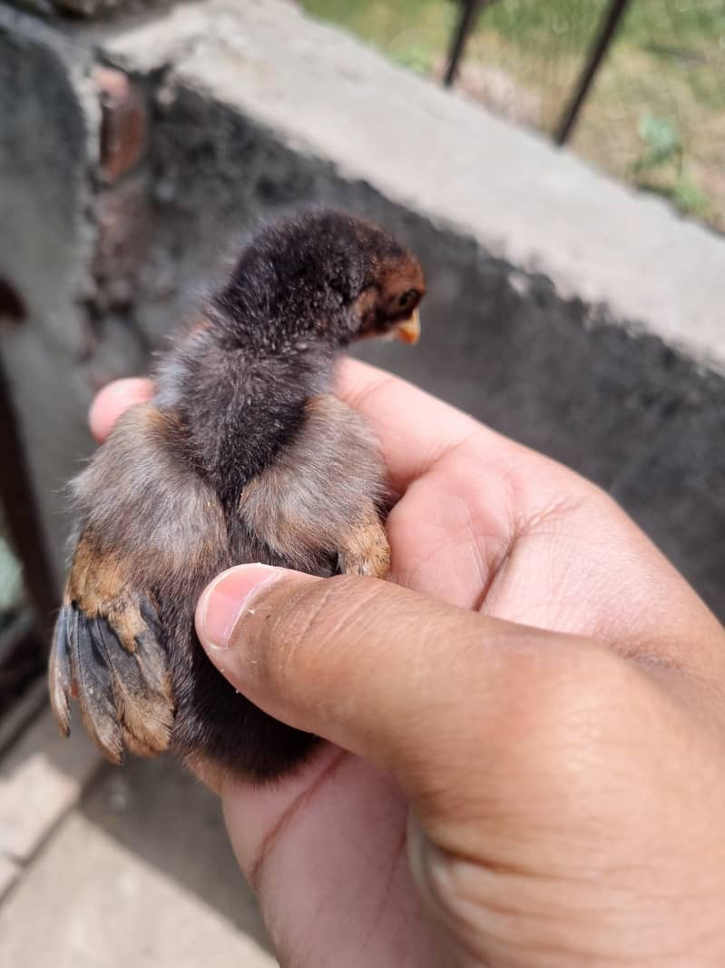thai chicks 2