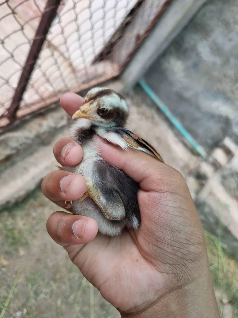 thai chicks 3