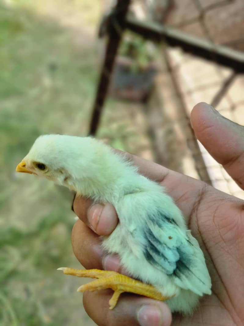 thai chicks 7