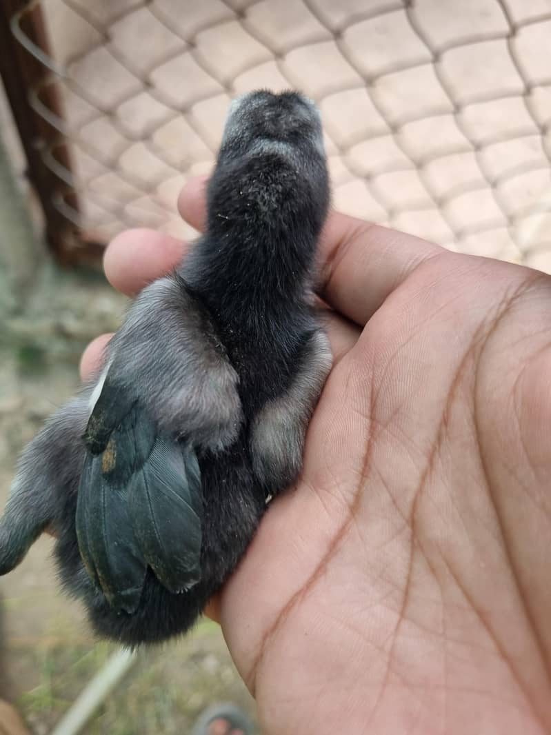 thai chicks 16