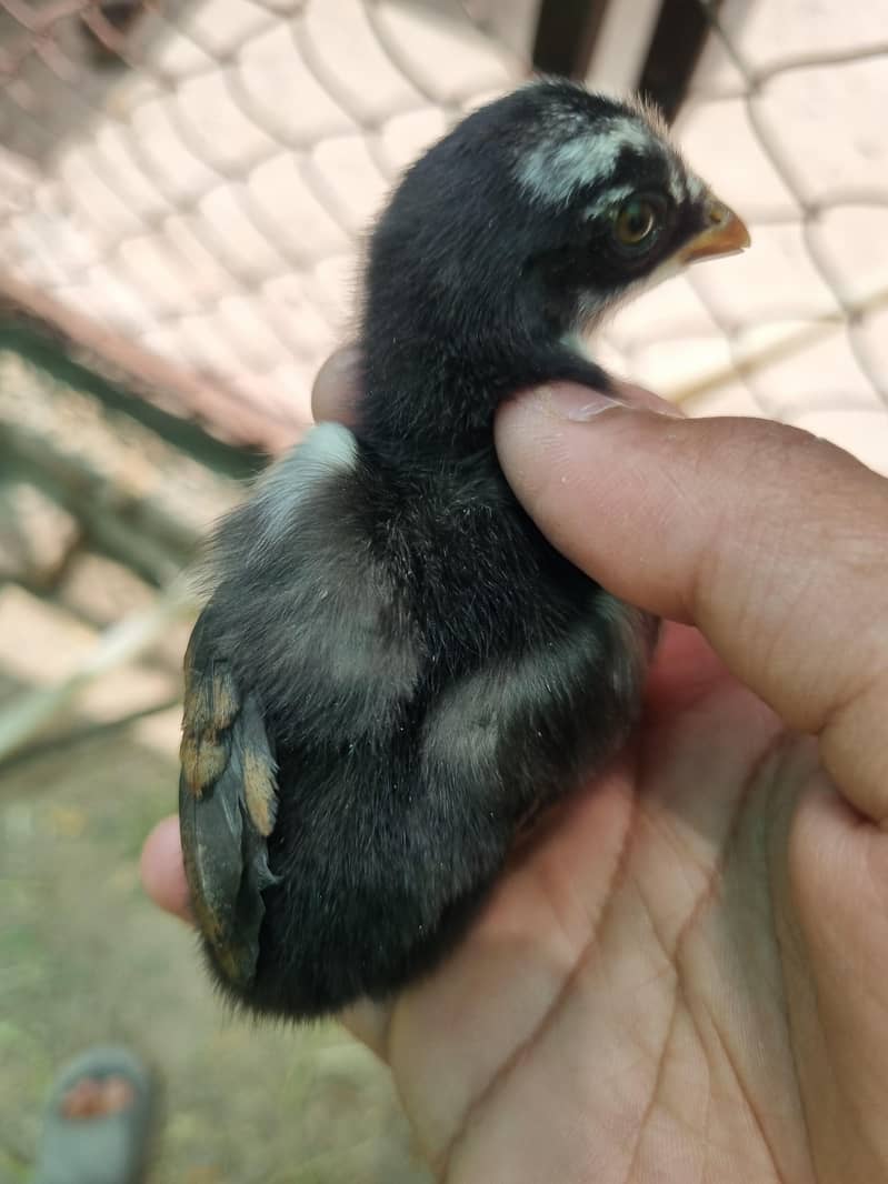 thai chicks 18