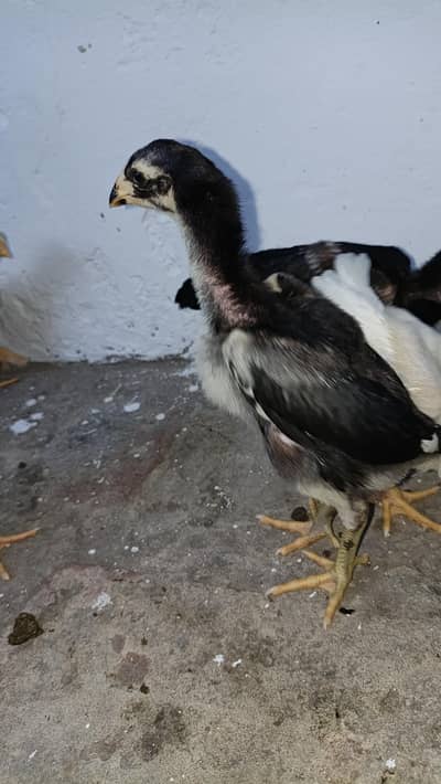 shamo oh chicks