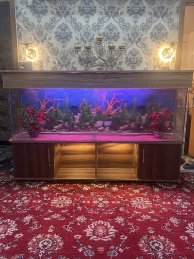 Fish aquarium