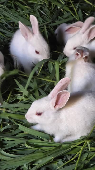 White rabbits  with red eyes