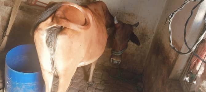 "Healthy wehri for Sale  Eid UL Adha"