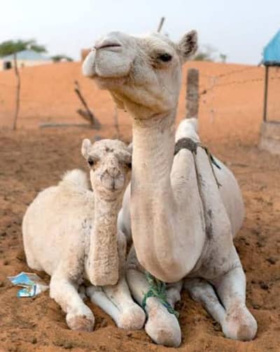 Qasai Available