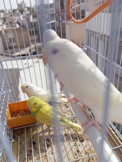 Australia birds