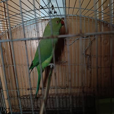 talking parrot