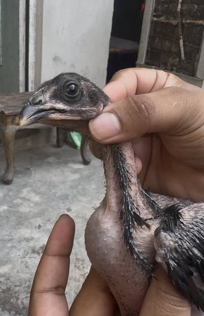 Aseel Thai chicks | Thai Chicks