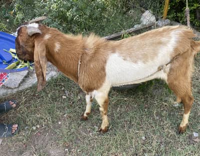 2 teeth donda goat